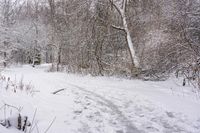 Gloomy Grey Sky: Forest Road in Canada