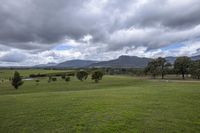 grassy area with trees and grass, mountains in the background, clouds are overhead and the sky is dark