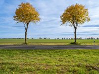 three small trees are lined with yellow leaves on both sides of the road in an empty open field