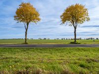 three small trees are lined with yellow leaves on both sides of the road in an empty open field