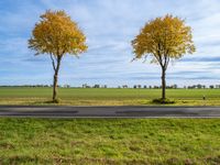 three small trees are lined with yellow leaves on both sides of the road in an empty open field