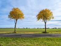 three small trees are lined with yellow leaves on both sides of the road in an empty open field