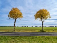 three small trees are lined with yellow leaves on both sides of the road in an empty open field