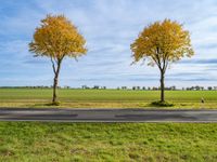 three small trees are lined with yellow leaves on both sides of the road in an empty open field