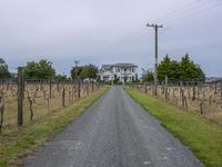 a driveway through the middle of an overgrown vineyard with homes in the background, at dusk