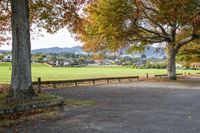 benches are sitting under the tree in a park at a bench stop on a paved road