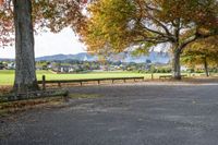 benches are sitting under the tree in a park at a bench stop on a paved road