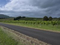 there is a view down the road to a vineyard country side winery with grapes growing on the vineyard and green hills