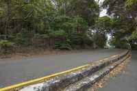 a tree lined path leading to trees and a road with yellow marking on the side of it