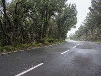 Gloomy Tenerife Spain Forest Road 001