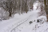 the trail leads up into the trees in the snow, with tracks in the road