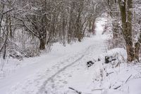 the trail leads up into the trees in the snow, with tracks in the road