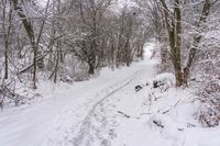 the trail leads up into the trees in the snow, with tracks in the road