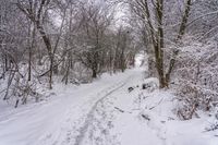 the trail leads up into the trees in the snow, with tracks in the road