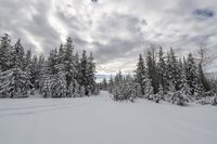 Gloomy Winter Day in British Columbia, Canada