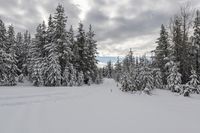 Gloomy Winter Day in British Columbia, Canada