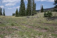 a grassy field with a few logs and a couple pine trees in the background,