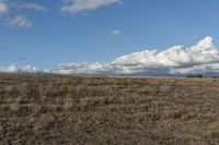 Grass landscape in a rural field