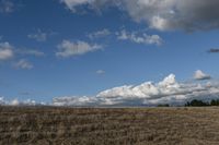 Grass landscape in a rural field