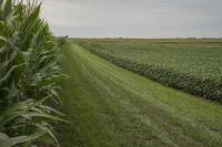 a long road runs between two rows of corn plants in a field with farm buildings in the background