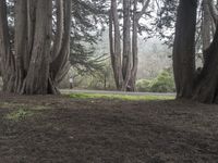 a grassy area in the forest is surrounded by tall trees with green grass growing on the ground