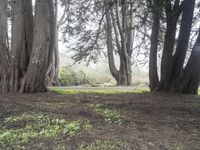 a grassy area in the forest is surrounded by tall trees with green grass growing on the ground