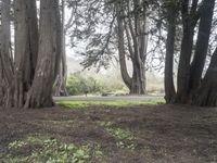 a grassy area in the forest is surrounded by tall trees with green grass growing on the ground