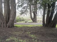 a grassy area in the forest is surrounded by tall trees with green grass growing on the ground