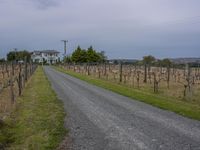 a single lane road runs through the grass, flanked by trees in a vineyard region