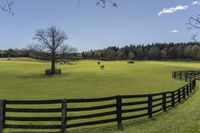 a grassy pasture with a few cows grazing on the field, and a tree near the fence