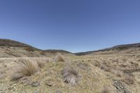 a hill with brown grass and rocks and bushes and a blue sky with a few clouds above