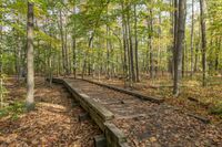 a wooden train tracks mean through a forest with yellow leaves on the ground and some trees