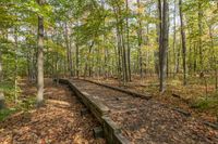 a wooden train tracks mean through a forest with yellow leaves on the ground and some trees