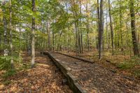 a wooden train tracks mean through a forest with yellow leaves on the ground and some trees