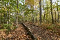 a wooden train tracks mean through a forest with yellow leaves on the ground and some trees