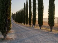 a tree lined gravel path through a tuscan country setting with the sun in the distance