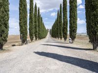 a gravel road lined with tall cypress trees and a row of tall, skinny trees