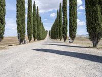 a gravel road lined with tall cypress trees and a row of tall, skinny trees