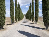 a gravel road lined with tall cypress trees and a row of tall, skinny trees