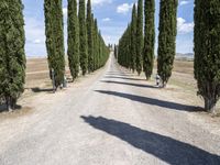 a gravel road lined with tall cypress trees and a row of tall, skinny trees