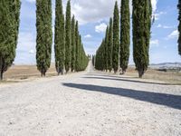 a gravel road lined with tall cypress trees and a row of tall, skinny trees