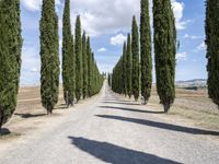 a gravel road lined with tall cypress trees and a row of tall, skinny trees