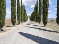 a gravel road lined with tall cypress trees and a row of tall, skinny trees