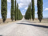 a gravel road lined with tall cypress trees and a row of tall, skinny trees