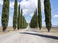 a gravel road lined with tall cypress trees and a row of tall, skinny trees