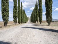 a gravel road lined with tall cypress trees and a row of tall, skinny trees