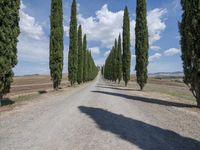 a gravel road lined with tall cypress trees and a row of tall, skinny trees