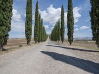 a gravel road lined with tall cypress trees and a row of tall, skinny trees