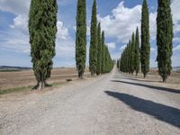 a gravel road lined with tall cypress trees and a row of tall, skinny trees