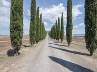 a gravel road lined with tall cypress trees and a row of tall, skinny trees